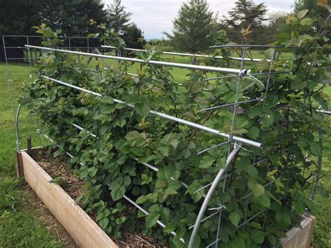 Growing blackberries in raised beds