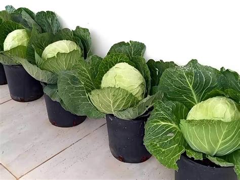 Growing cabbage in pots
