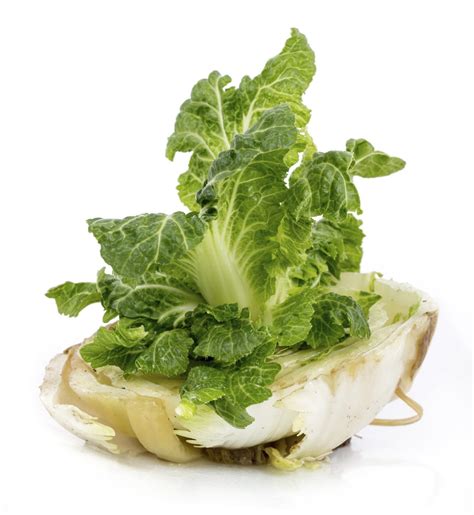 Growing cabbage in water