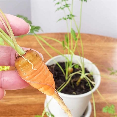 Growing carrots in containers indoors
