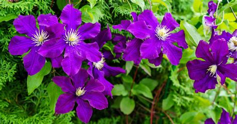 Growing clematis in shade