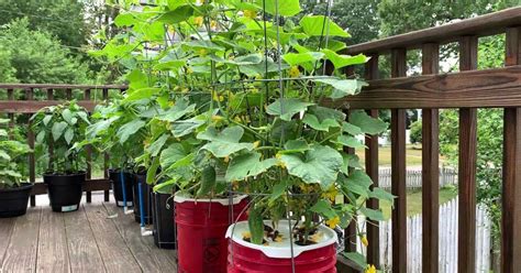 Growing cucumbers in a bucket