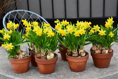 Growing daffodils in pots