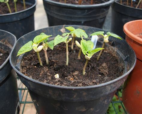 Growing dwarf beans in pots
