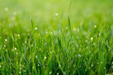 Growing grass. Much like established grass, grass seed will struggle to grow in high temperatures. But unlike established grass, where air temperature is more important, grass ... 