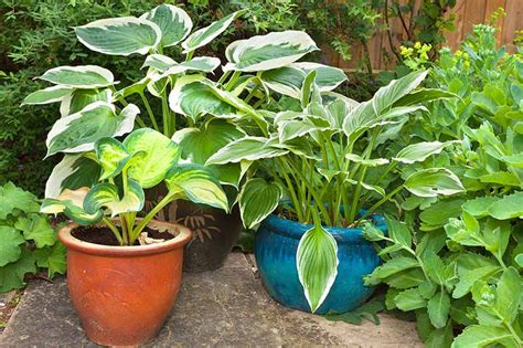 Growing hostas in pots