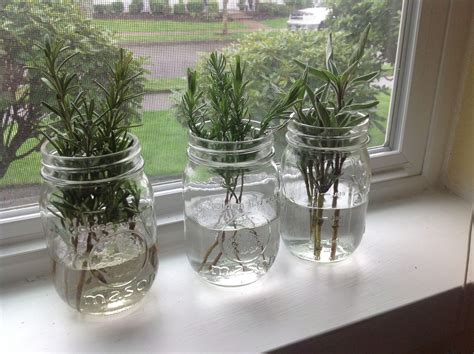 Growing lavender in water