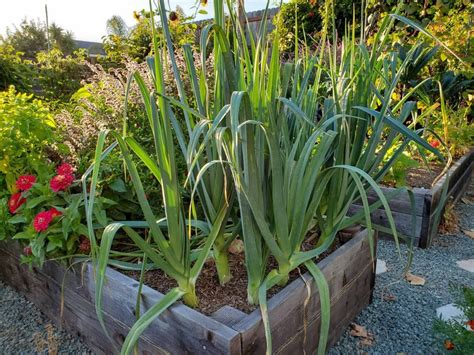 Growing leeks in garden