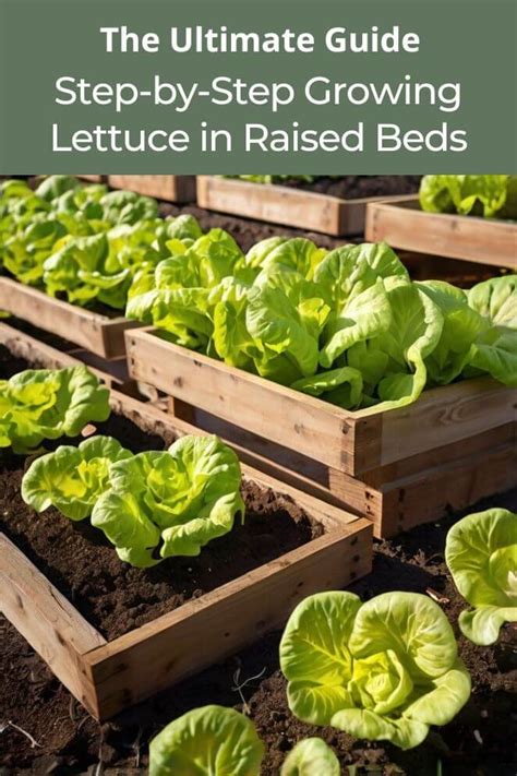 Growing lettuce in raised beds