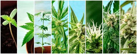 Growing marijuana 101 a basic guide to growing cannabis at. - Introduction to combustion turns 2nd solution manual.