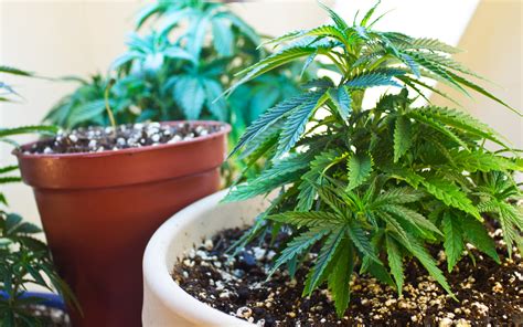 Growing marijuana a beginners guide to growing cannabis at home cannabis cultivation indoors and outdoors. - Yamaha szr660 szr 600 1998 reparaturanleitung.