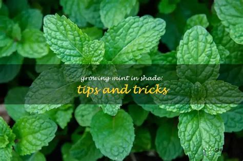 Growing mint in shade