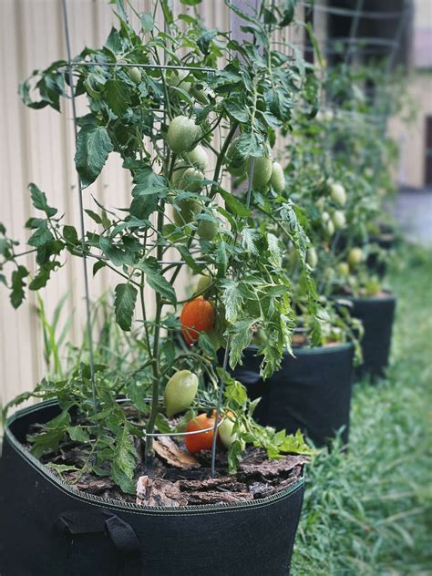 Growing multiple tomato plants in one container