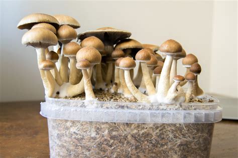 Growing mushrooms at home. Things To Know About Growing mushrooms at home. 