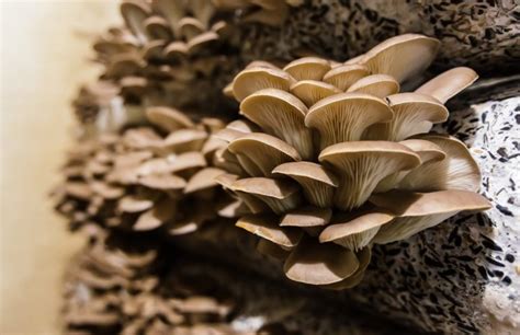 Growing mushrooms in a bag. One commonly used method for growing oyster mushrooms in woodchip is to use a 5-gallon bucket. Bags can work as a single-use alternative; however, 5 gallons is ... 