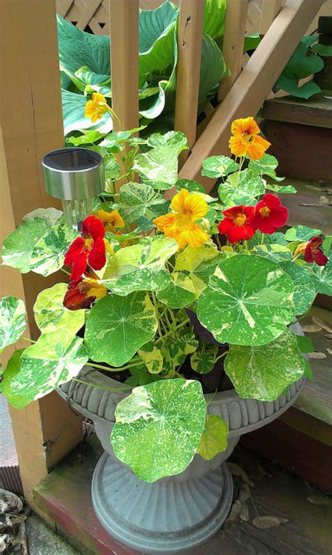 Growing nasturtiums in containers