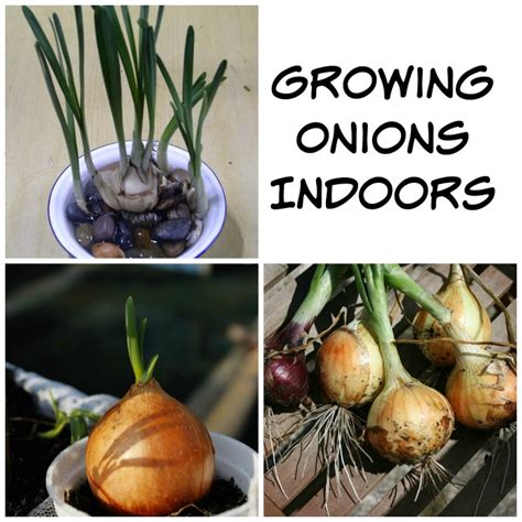 Growing onions indoors in pots