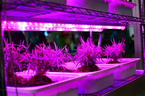 Growing plants with led grow lights quick start guide 2016 edition. - Manuale di servizio radio galaxy pluto.