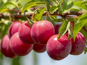 Growing plum trees in Perth - WA Scene