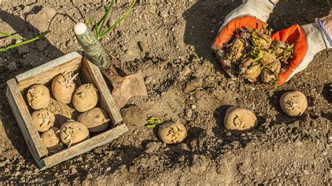 Growing potatoes in sand