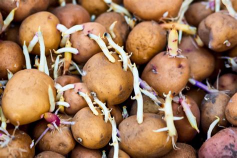 Growing potatoes in the UK or similar climates