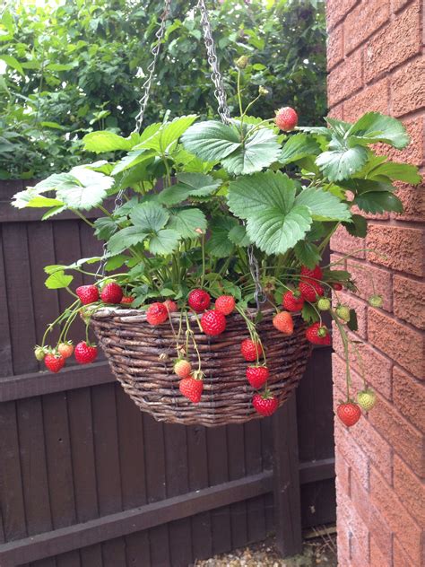 Growing strawberries in baskets