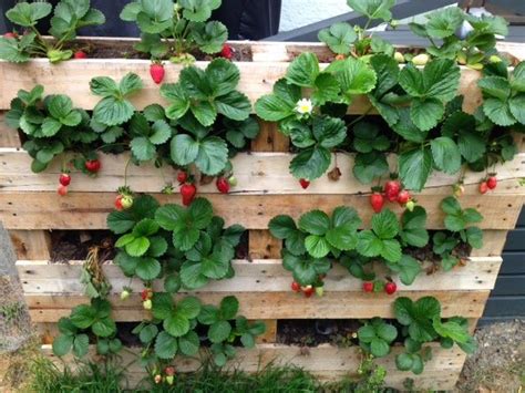 Growing strawberries in pallets
