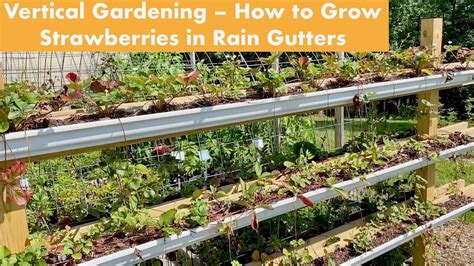 Growing strawberries in rain gutters