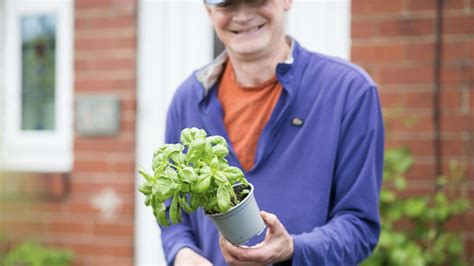 Growing supermarket basil.  It can teach us some useful things about pl...