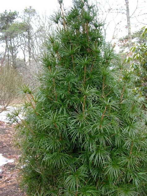 Growing the Umbrella Pine in the Home Garden - The Spruce