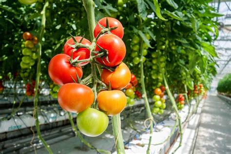 Growing tomatoes in a greenhouse in winter