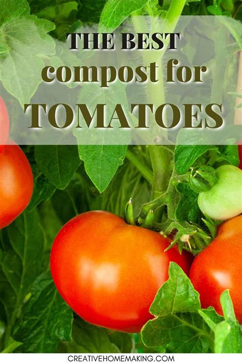 Growing tomatoes in compost