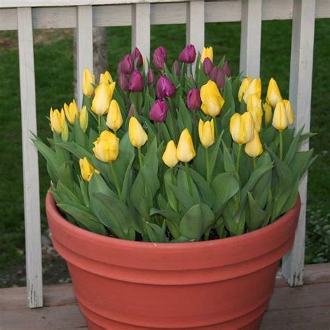 Growing tulips in pots