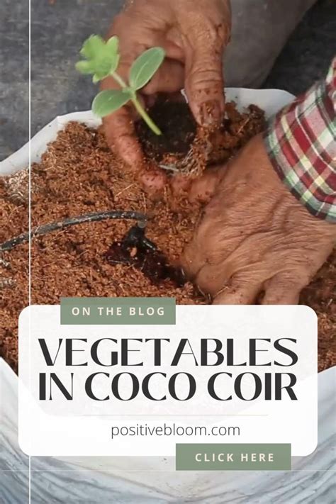 Growing vegetables in coco coir