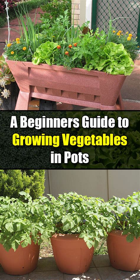 Growing vegetables in pots for beginners uk
