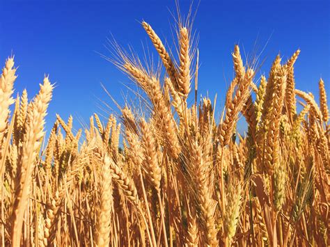 Growing wheat. A total of 53 representative sites were selected from 33 wheat-growing countries to cover all global wheat-growing environments (CIMMYT MEs) 19,20, irrigation conditions (rainfed and irrigated) 2 ... 