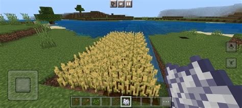 Growing wheat minecraft.  Wheat farming is one of the essential activities...