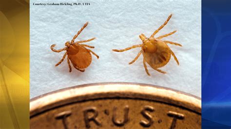 Growings On: Asian longhorned tick confirmed in Georgia