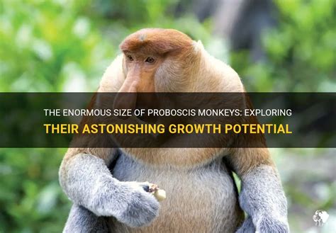 Growth and development of the proboscis monkey