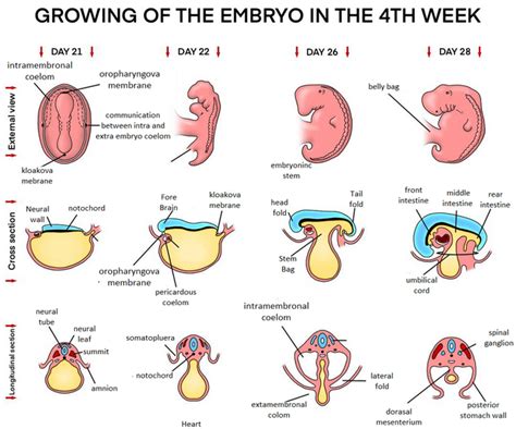 Growth of the fetus in the abdominal cavity - PubMed