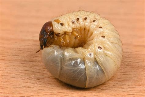 Grub worm. Signs of Grub Worm Infestation: Irregular patches of dead grass in your yard. Increased digging behavior in dogs. Birds or other wildlife digging in your yard to feed on grubs. Preventing and Managing Grub Worms: Natural Solutions: Consider natural alternatives to chemical treatments, such as nematodes or milky spore. These are safer … 