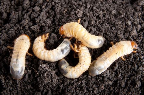 Grubs in garden. Grubs tend to cause the biggest problems in lawns that are fed excessive amounts of chemical fertilizer. Stop using synthetic chemical lawn fertilizers and switch to a natural lawn fertilization program, if you fertilize at all. Grub worms thrive in lawns that are frequently, but shallowly, irrigated. 