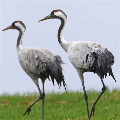 Grulla Leaks 🍑 PORN