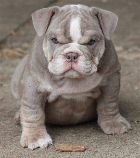 Grumpy Bulldog Puppy