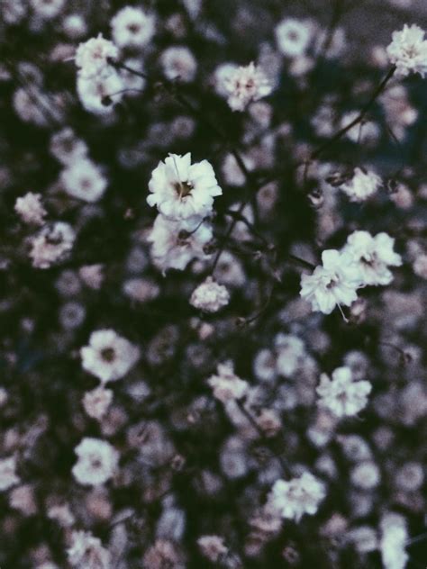 Grunge Flower Tumblr Backgrounds