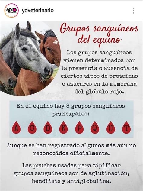 Grupos sanguíneos en el caballo español. - Guide functions of 7ssc of maths.