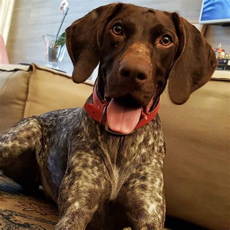 Gsp breeders near me. Personality: Friendly, smart, willing to please Energy Level: Needs Lots of Activity Good with Children: Good With Children Good with other Dogs: 4 Shedding: Moderate Grooming: 2 Trainability: Eager to Please Height: 23-25 inches (male), 21-23 inches (female) Weight: 55-70 pounds (male), 45-60 pounds (female) Life Expectancy: 10-12 years Barking Level: Occasional 