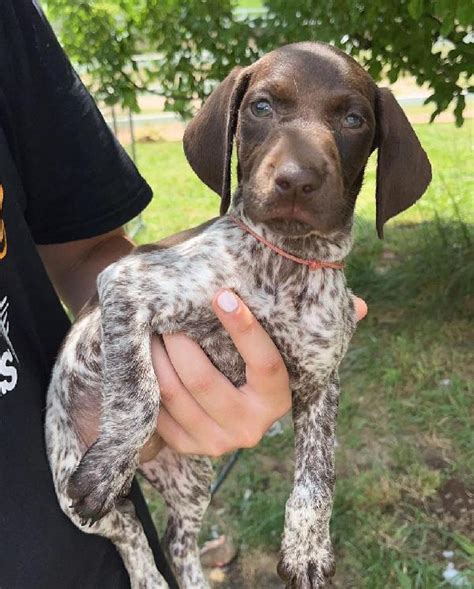 Gsp for sale near me. Milton, Florida 32570. I have a litter of AKC German Shorthaired Pointer Puppies. Black/white females available. Ready now. Vaccinated, health certificate from vet, potty trained. 850-982-7769. 