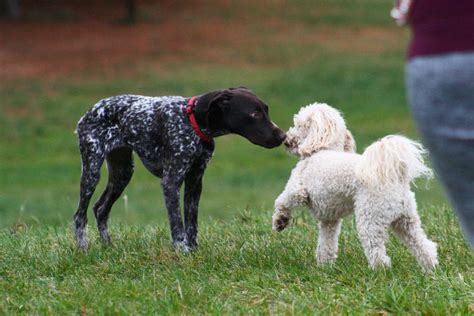 The German Shorthaired Pointer Poodle mix is a combination of the German Shorthaired Pointer .... 