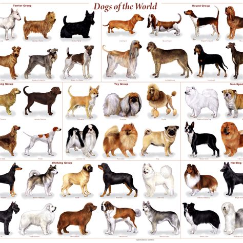 Guía de preparación de perros de todas las razas. - Fahrenheit 451 de ray bradbury questionnaire de lecture.